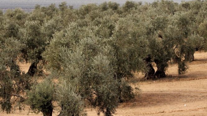 Una guia per a reconèixer la Xylella