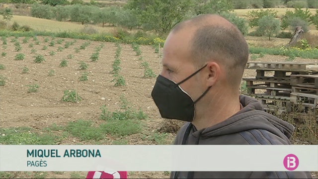 Les darreres plogudes han estat profitoses per a tots els cultius, manco pels cereals