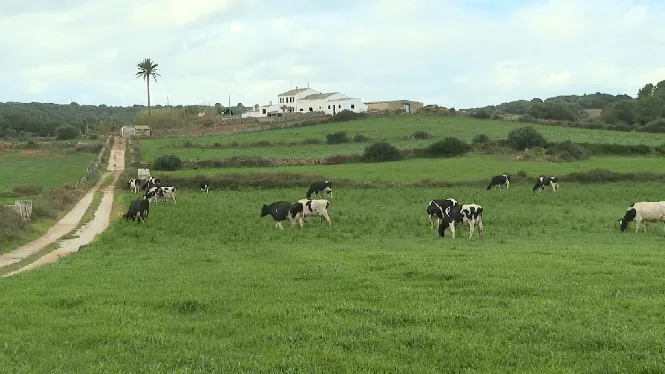 Preocupació entre els productors de les vuit finques de Menorca que venen la seva llet a La Payesa