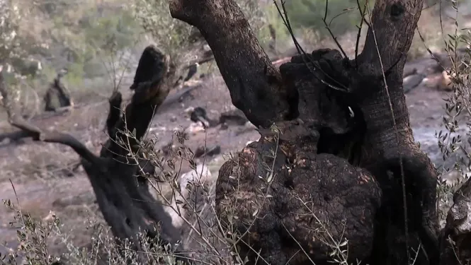 Extingit l’incendi forestal a Alconàsser, a Sóller