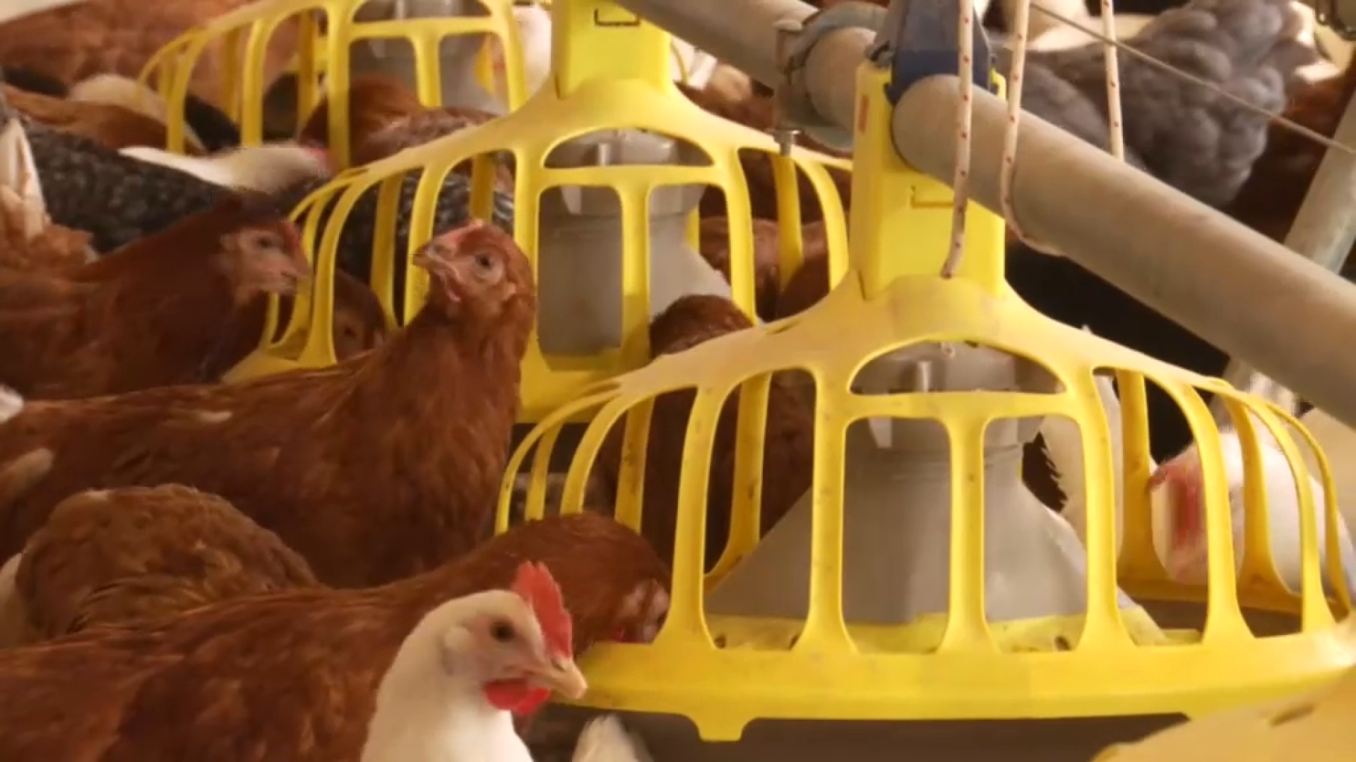 El Govern aprova la regulació de granges intensives de gallines