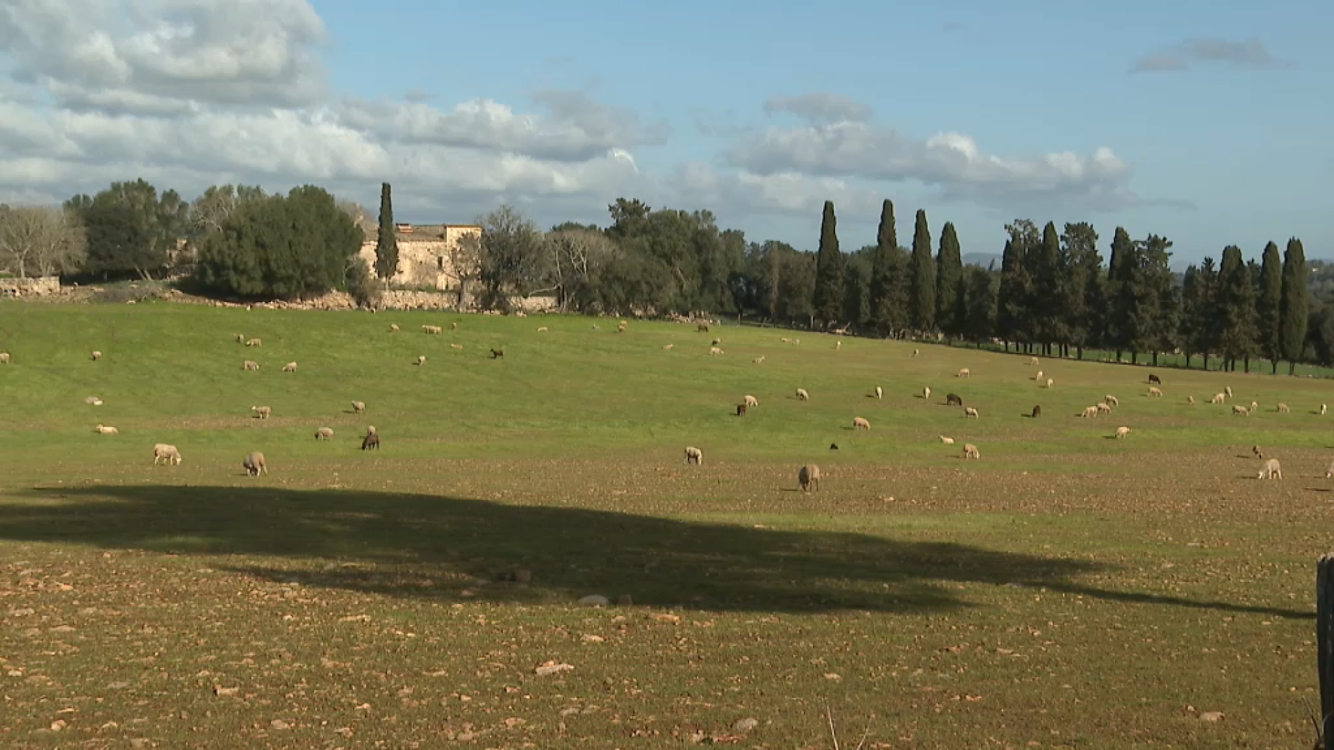 Avícola Son Perot renuncia a la macrogranja de porcs a Sineu