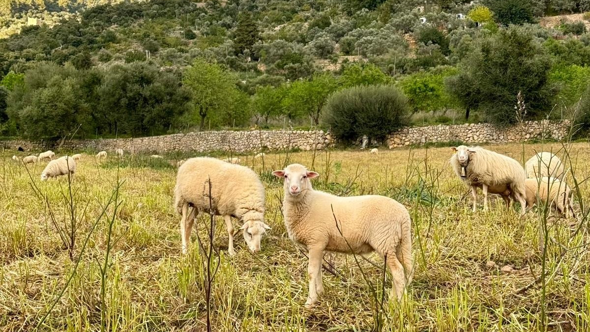 L’epidèmia de la llengua blava s’escampa a totes les Illes Balears