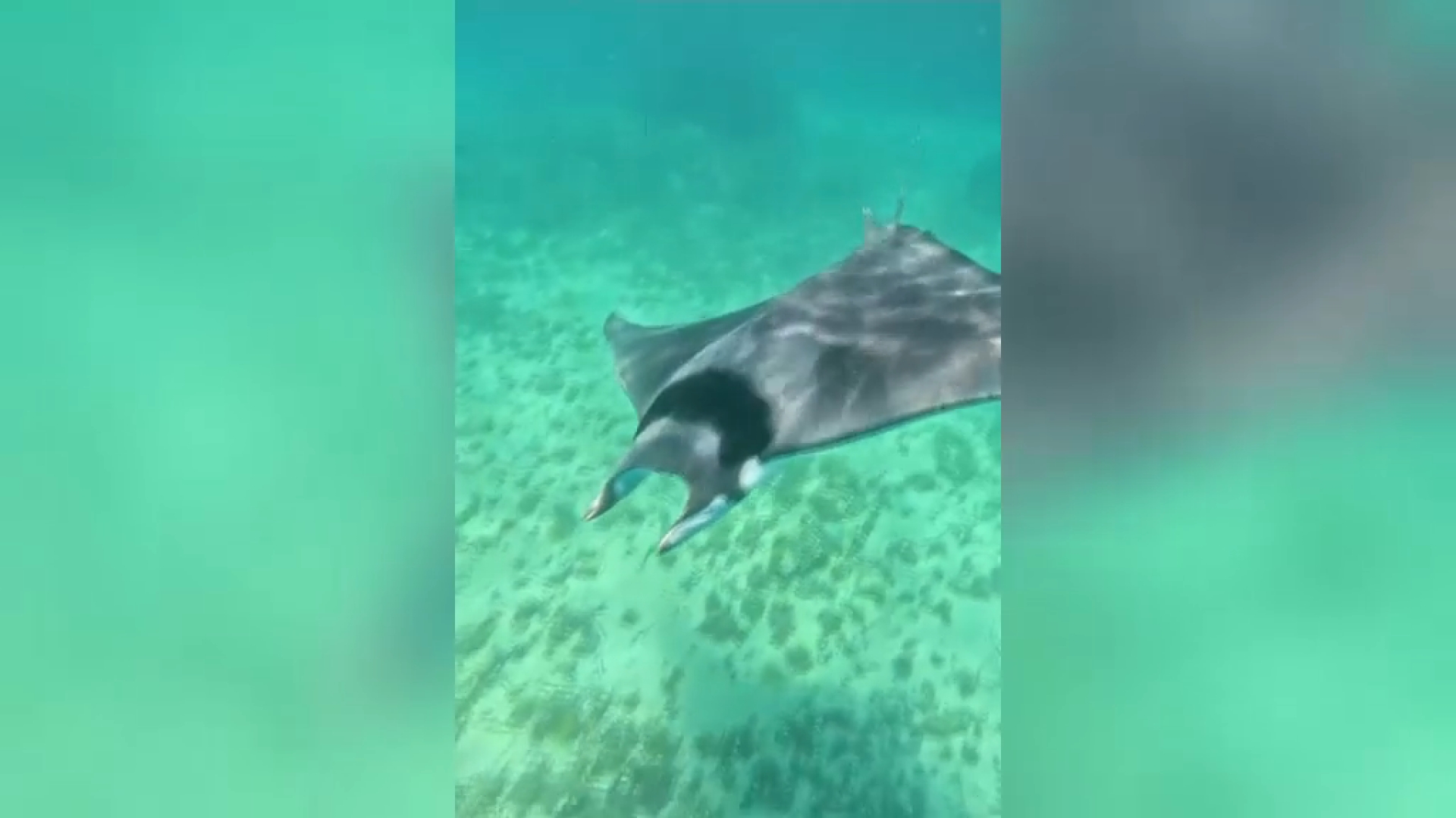Tancada al bany la platja d’Illetes per l’albirament d’una rajada manta
