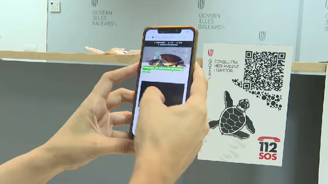 Comença la campanya per facilitar la nidificació de les tortugues marines