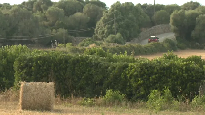 Mortes d’inanició, de gana i de set, la principal hipòtesi de les 28 vaques trobades a una finca de Ciutadella