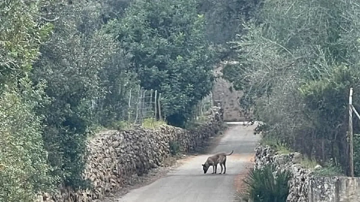 Obren diligències penals al propietari d’un ca per mossegar una dona a un camí foravila a Alcúdia