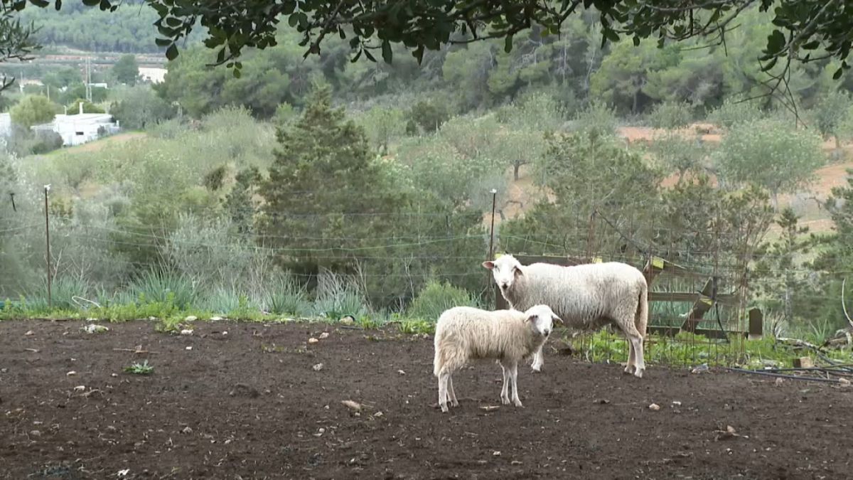 Agricultura comprarà mig milió de vacunes per lluitar contra la llengua blava