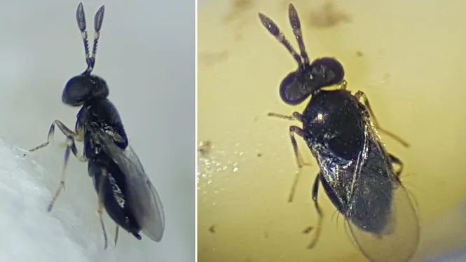 Detecten per primera vegada a les Illes, en concret a Mallorca, la microvespa ‘Oobius rudnevi’