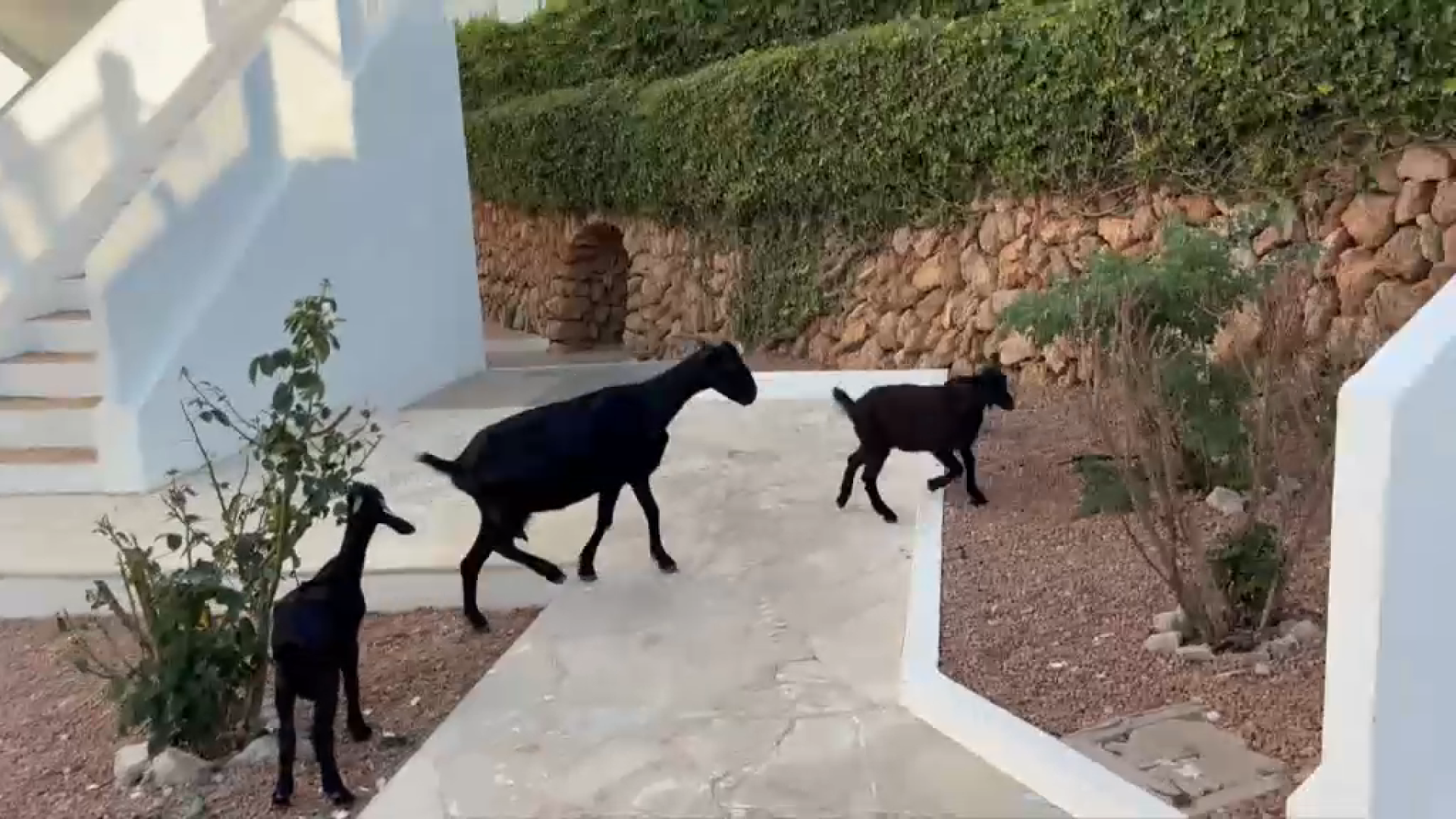Demanen que es reconegui la cabra de Menorca com a raça autòctona