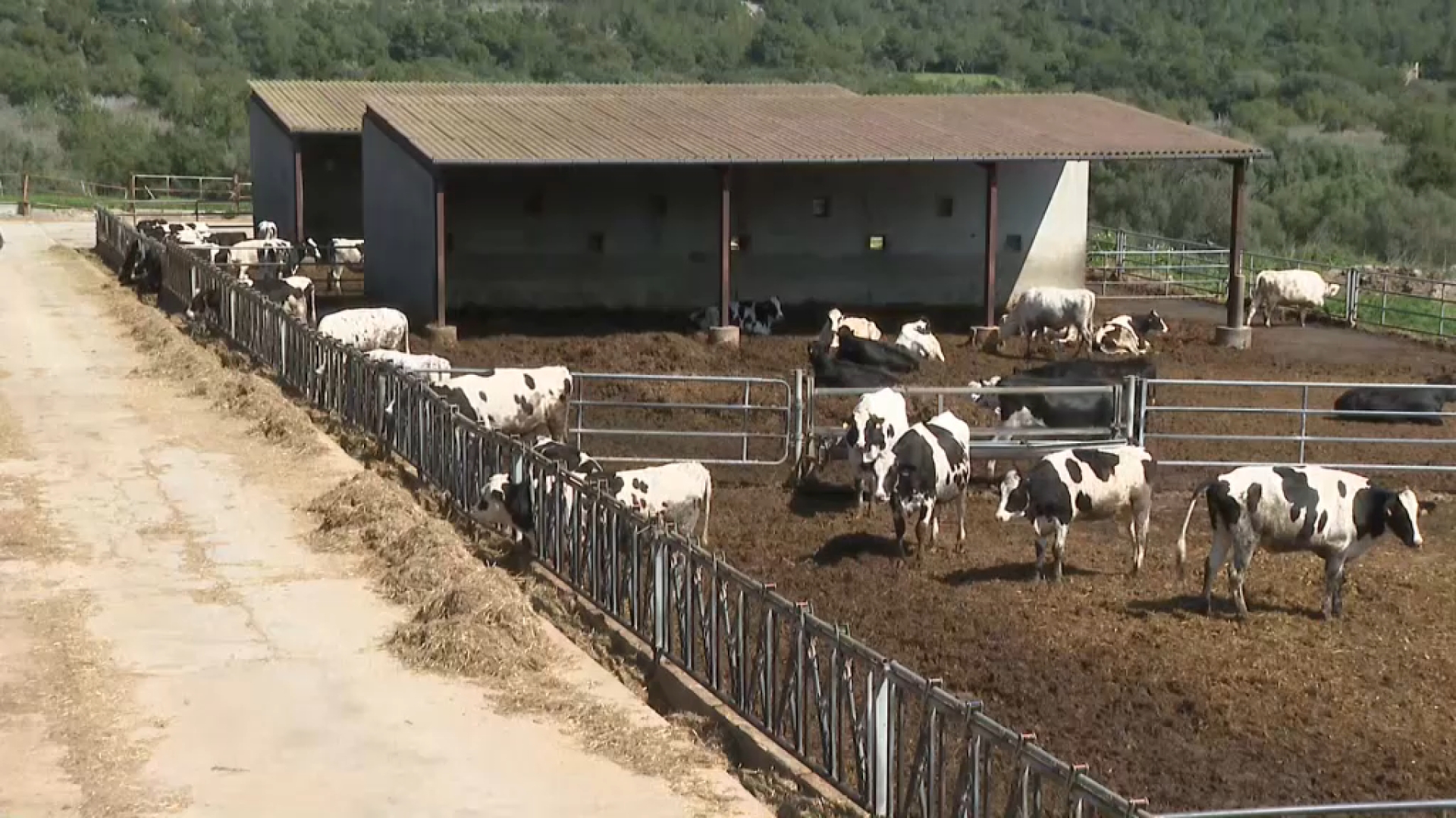 Dues de les vaqueries lligades fins ara a Agama vendran la llet a una empresa de la Península