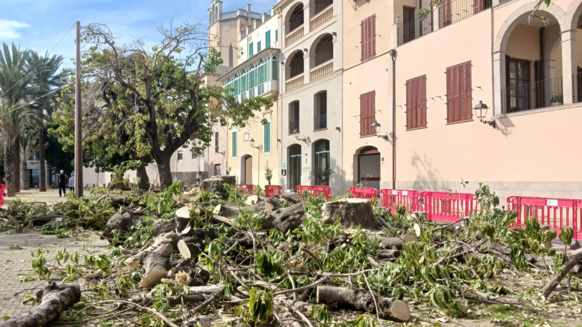 L’Ajuntament de Palma compleix amb la tala dels cinc bellaombres de la Calatrava