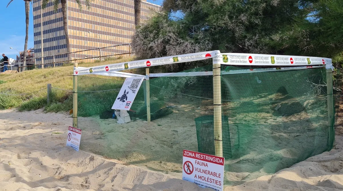 Registrada la primera posta d’ous d’una tortuga marina a Mallorca: n’ha post 106