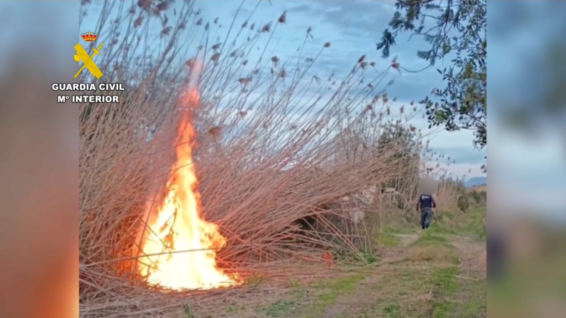 L’autor de calar foc a s’Albufera declara que ho feia per netejar la zona i regenerar-la
