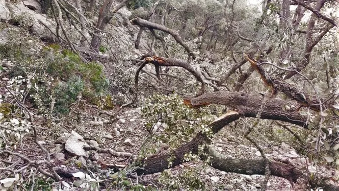 Efectius d’IBANAT i Tragsa netegen a contrarellotge la desfeta de Juliette abans de la temporada d’incendis
