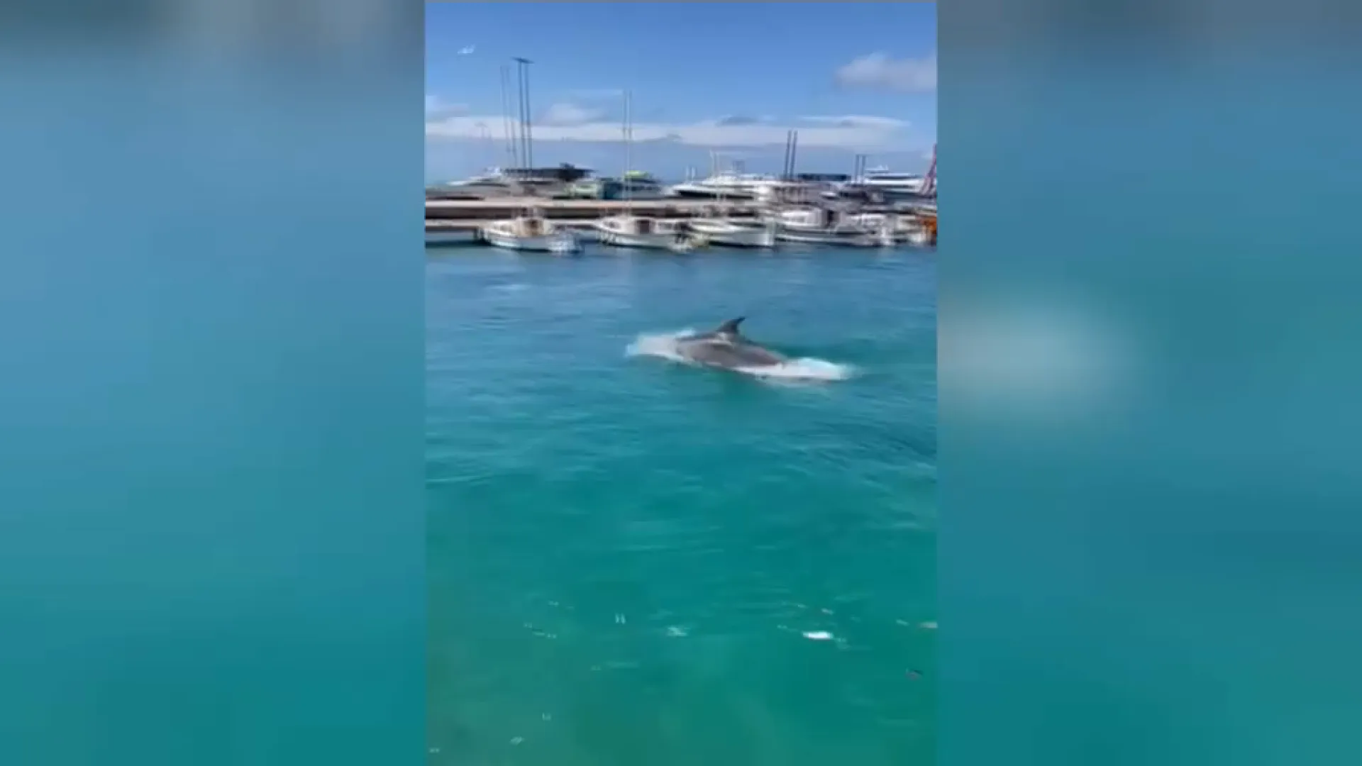 Un dofí entra al port esportiu Port Formentera cercant menjar