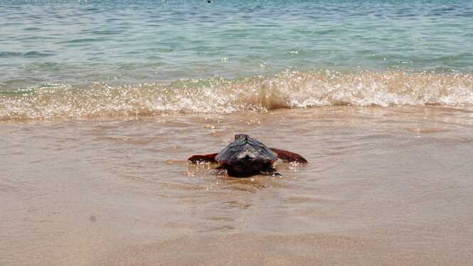 Tornen a la mar les primeres tortugues que nasqueren a una platja de les Illes Balears