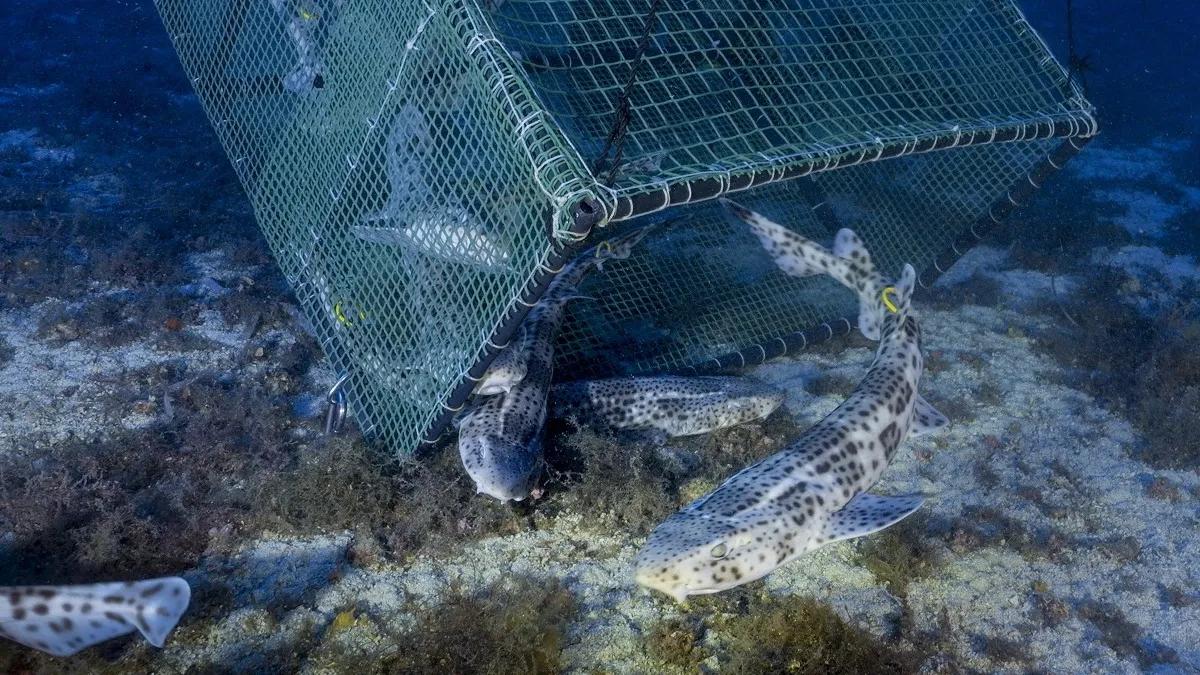 Alliberats 16 gatvaires a la reserva marina de l’illa del Toro