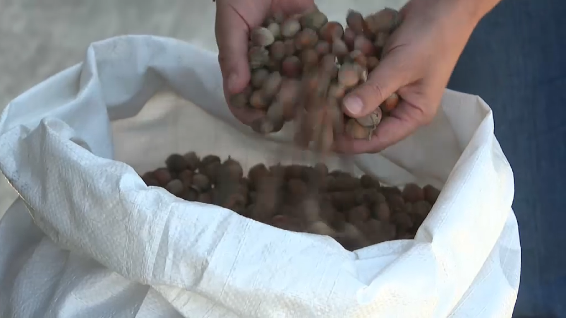 Ja són aquí les avellanes per Sant Joan