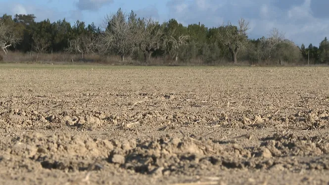 La falta de pluja fa estralls en la campanya del cereal