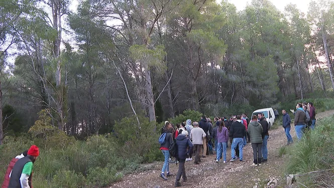 Els veïns del Moll tallen el seu pi de Sant Antoni