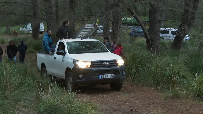 El pi de Sant Antoni farà 20 metres i serà menys difícil de maniobrar i pujar
