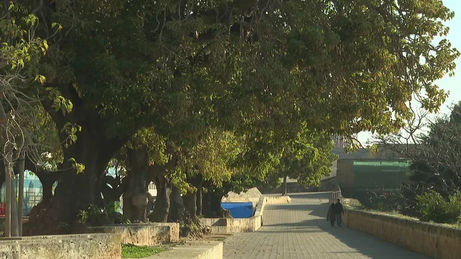 El jutjat avala la decisió de l’Ajuntament de Palma de substituir 5 exemplars de bellaombra a la plaça de Llorenç Villalonga