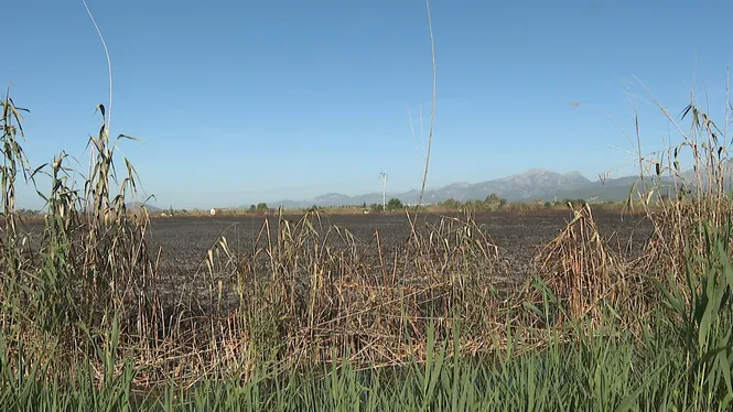50 hectàrees de canyet i afectació en la nidificació d’aus, les conseqüències del foc a s’Albufera