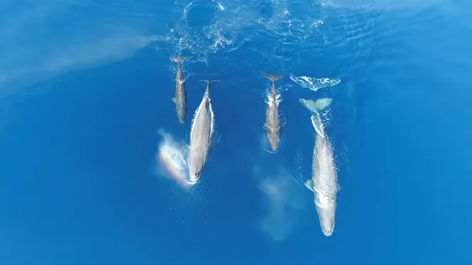 Tursiops estudia com posar detectors automàtics de catxalots a grans vaixells