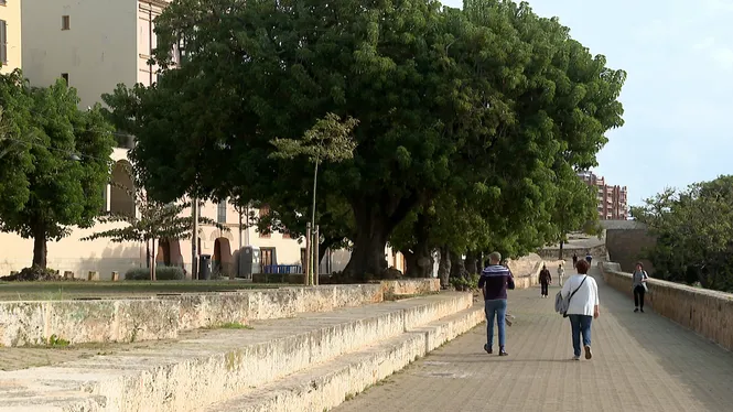 Cort tallarà tots els bellaombres de Dalt Murada