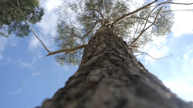 Quin paper juguen els arbres a la ciutat?