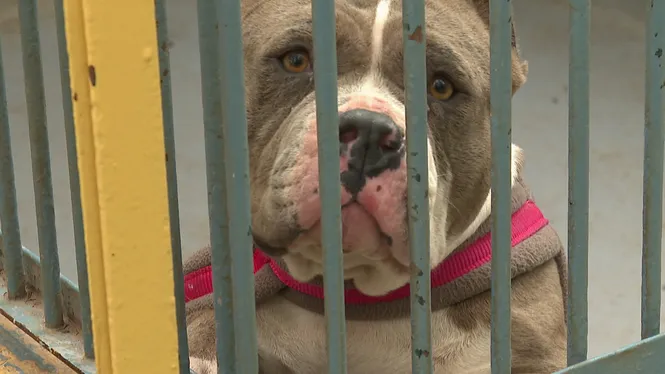 Es disparen els abandonaments de mascotes: Son Reus ja no dona per més