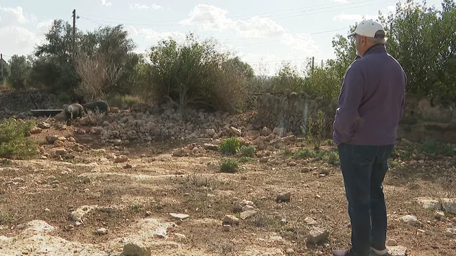La porcella mallorquina assolirà preus rècord aquest Nadal