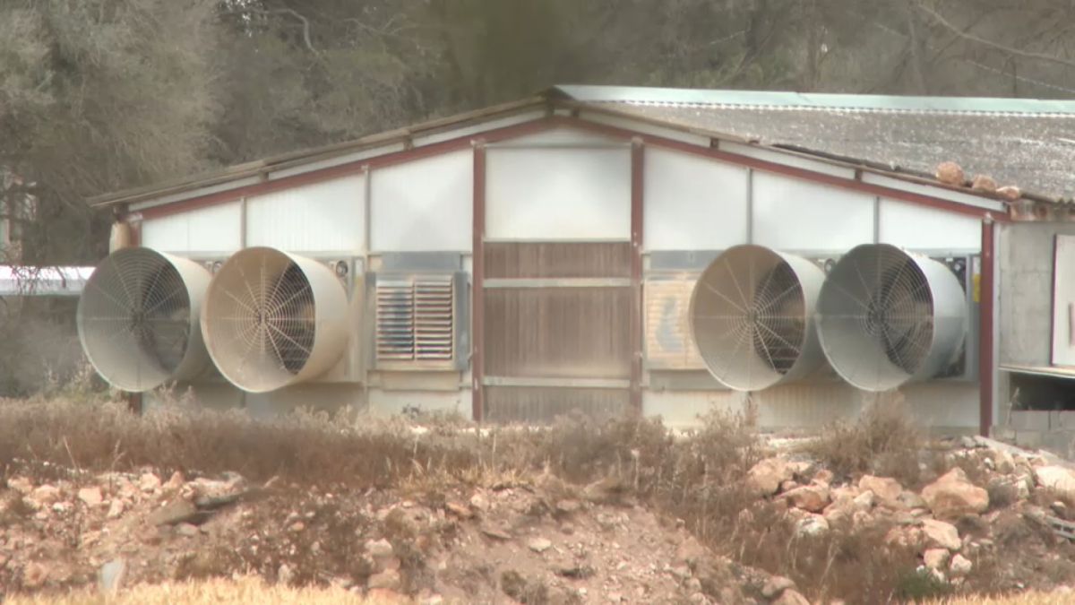 Avícola Ballester qüestiona la veracitat de les imatges de gallines mortes difoses pels veïnats